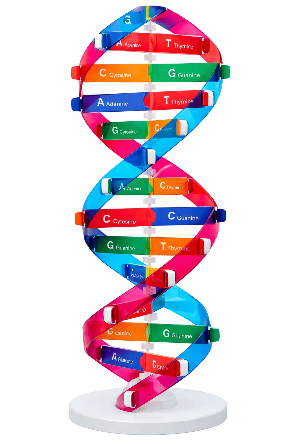 Model ADN - model educațional de învățare a geneticii in școală