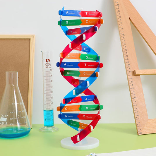Model ADN - model educațional de învățare a geneticii in școală